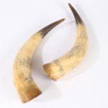 A LARGE PAIR OF 19TH CENTURY SCRIMSHAW HORNS.