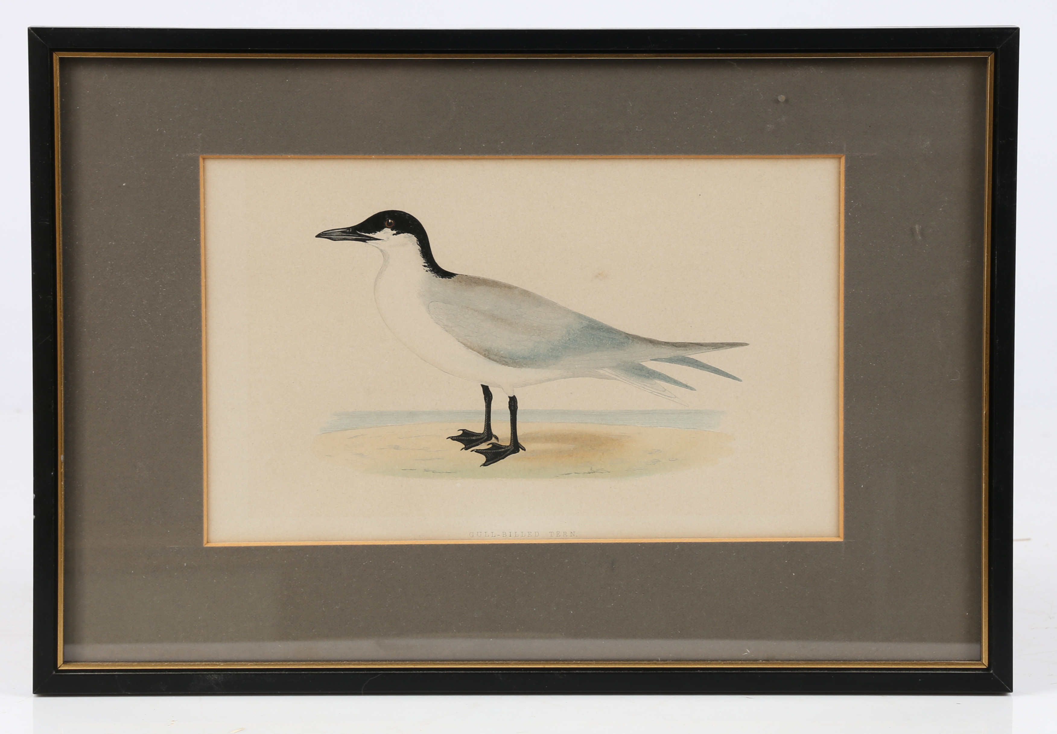 TEN 19TH CENTURY ORNITHOLOGICAL COLOURED ENGRAVINGS. - Image 5 of 12