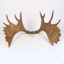 A PAIR OF EUROPEAN MOOSE ANTLERS (ALCES ALCES).