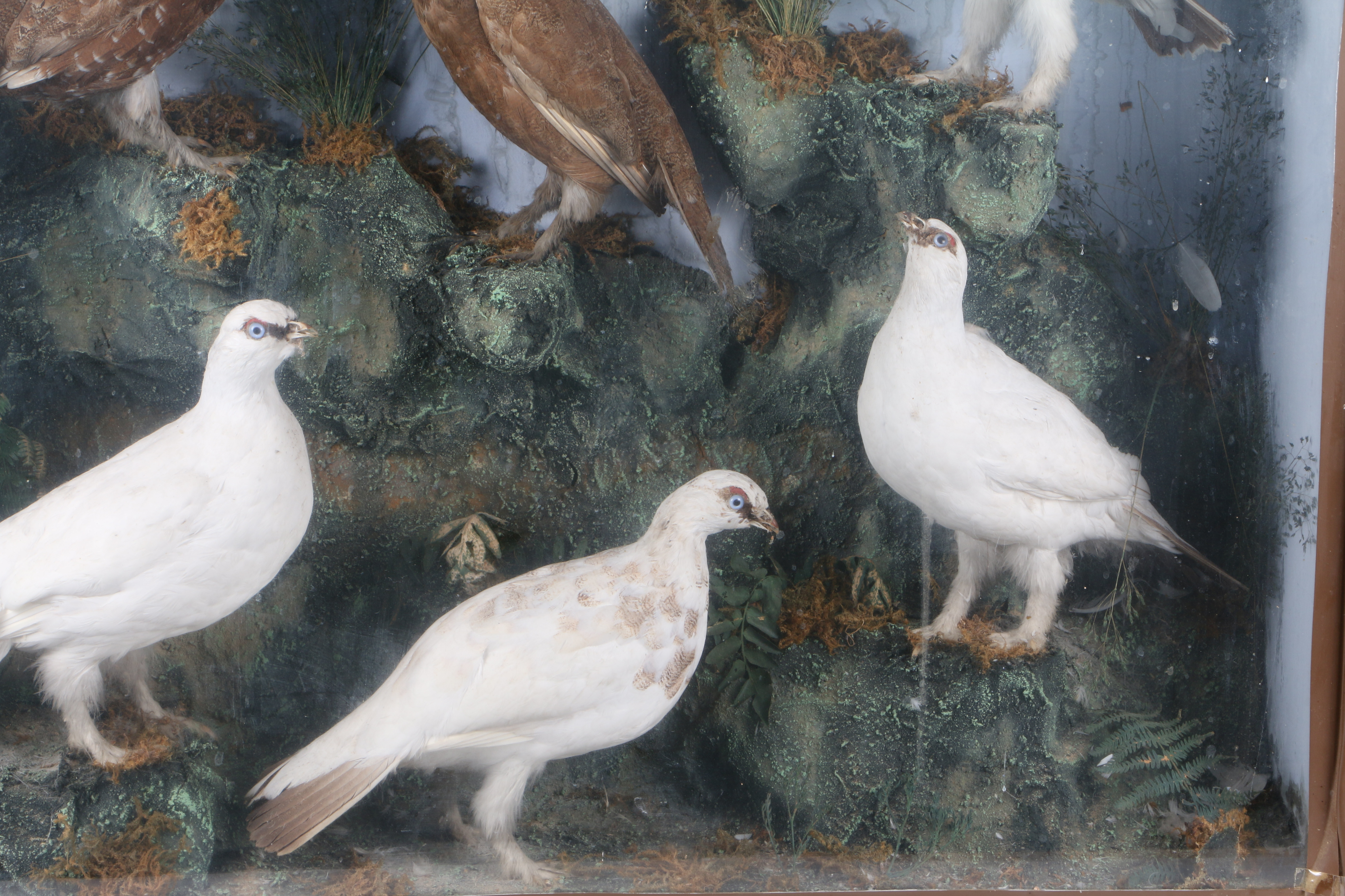 A LARGE TAXIDERMY DISPLAY. - Image 4 of 6
