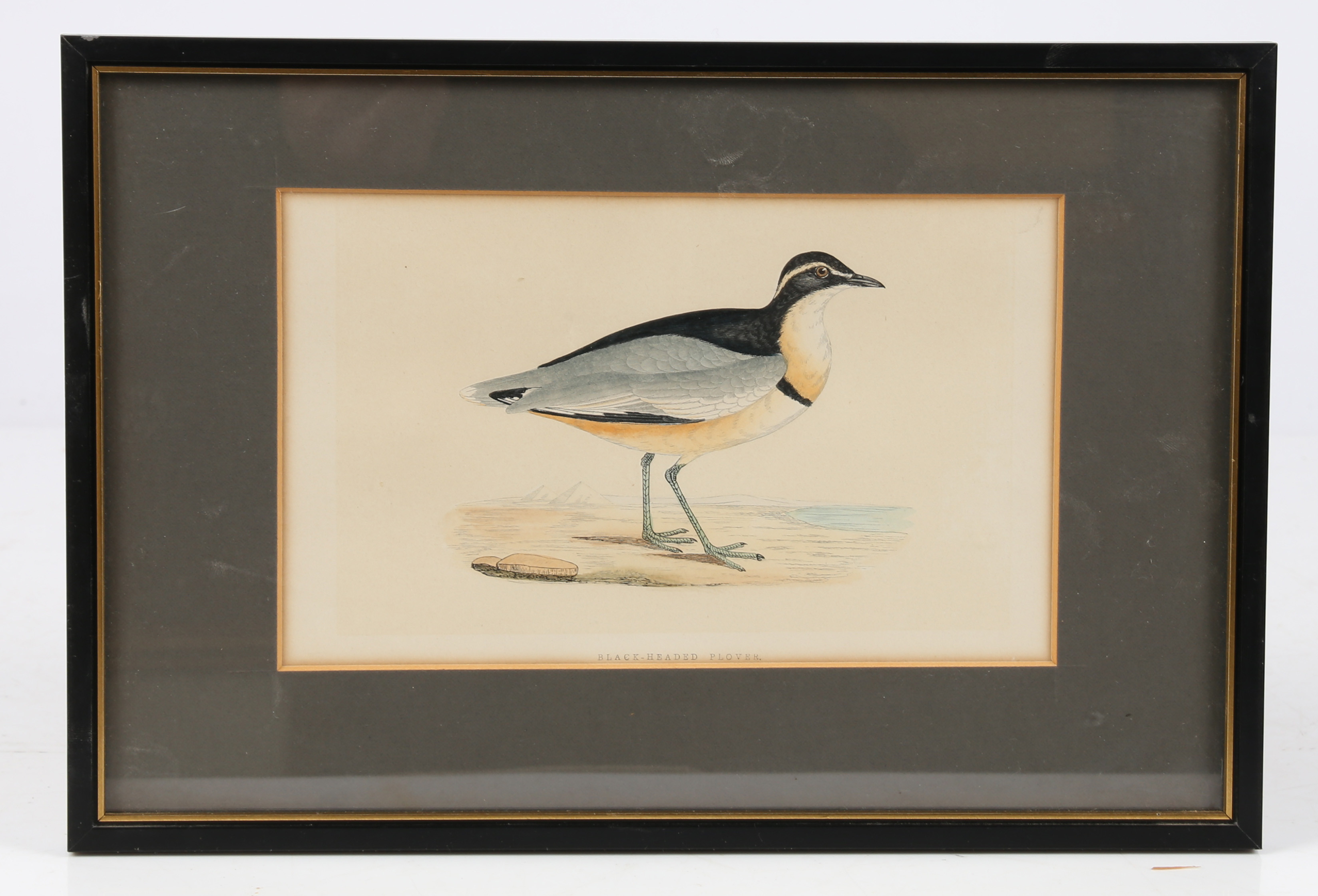 TEN 19TH CENTURY ORNITHOLOGICAL COLOURED ENGRAVINGS. - Image 3 of 12
