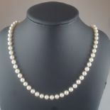 Perlencollier mit aufwändig gestalteter Goldschließe - Perlen von weiß-silbriger Färbung in Einzelk