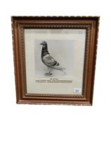 FRAMED RACING PIGEON PORTRAIT