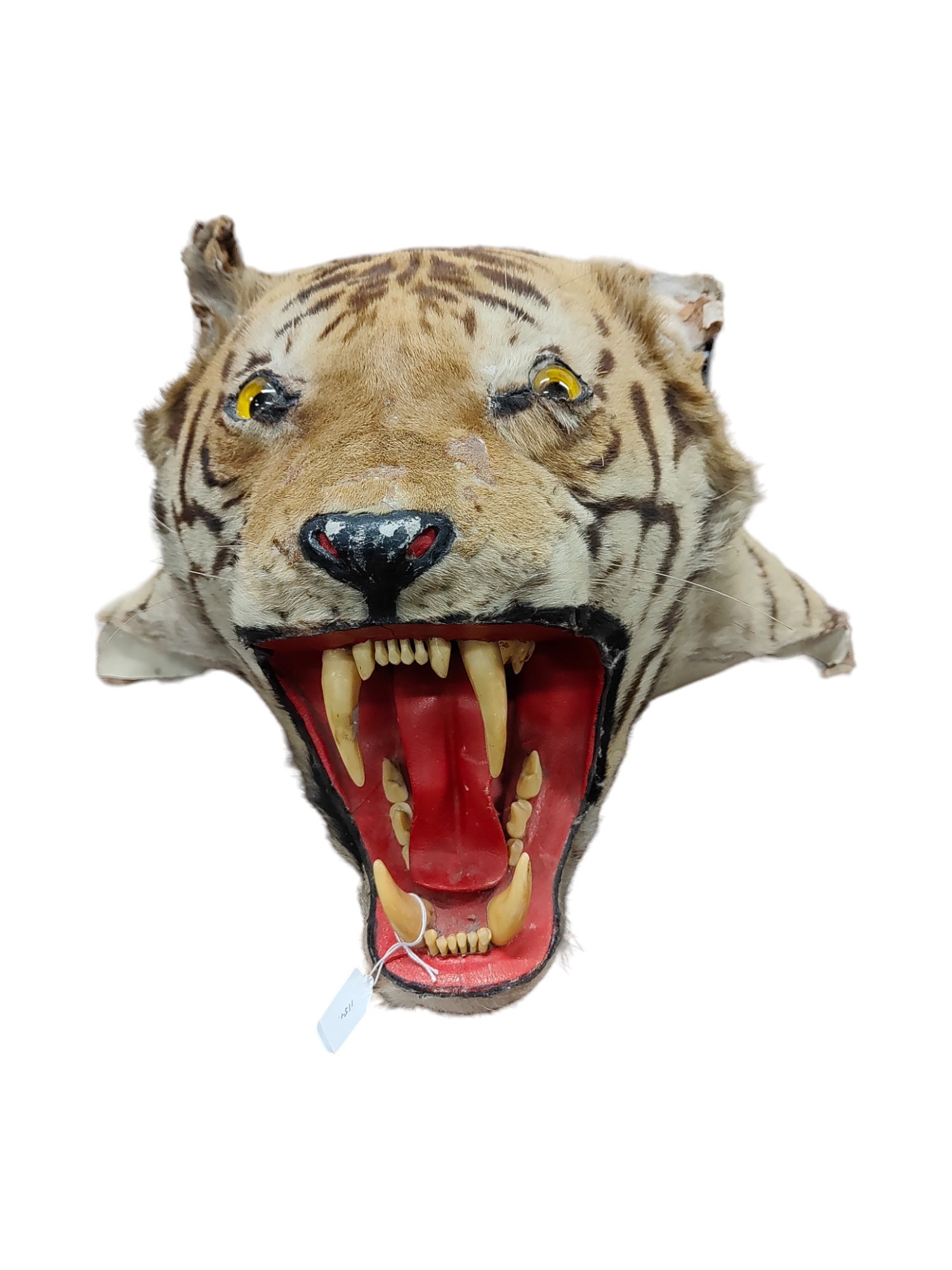 TAXIDERMY TIGERS HEAD WITH REPLACEMENT RESIN TEETH