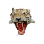 TAXIDERMY TIGERS HEAD WITH REPLACEMENT RESIN TEETH