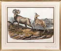 AUDUBON, JOHN JAMES. 1785-1851. Ovis Montana (Rocky Mountain Sheep). Philadelphia: J. T. Bowen,...