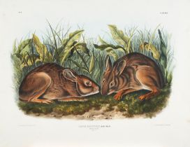 AUDUBON, JOHN JAMES. 1785-1851. Lepus Palustris, Bachman (Marsh Hare) [Plate XVIII]., New York: ...