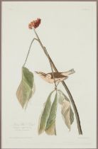 AUDUBON, JOHN JAMES. 1785-1851. Louisiana Water Thrush (Turdus Aquaticus). London: R. Havell, Senr.