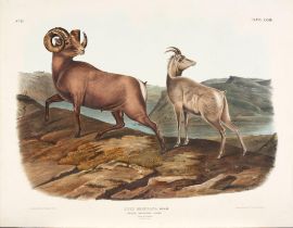 AUDUBON, JOHN JAMES. 1785-1851. Ovis Montana (Rocky Mountain Sheep) [Plate LXXIII]., New York: J...