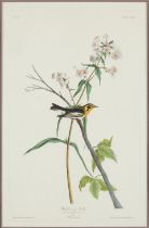 AUDUBON, JOHN JAMES. 1785-1851. Blackburnian Warbler (Sylvia Blackburnia). London: R. Havell, 1832.