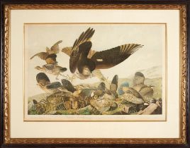 AUDUBON, JOHN JAMES. 1785-1851. Virginian Partridge (Perdix Virginiana). New York: J. Bien, 1859.