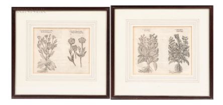 BOTANICAL PRINTS Group of two prints.