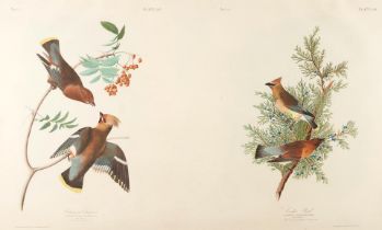 AUDUBON, JOHN JAMES. 1785-1851. Bohemian Chatterer (Bombycilla Garrula) and Cedar Bird (Bombycil...