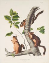 AUDUBON, JOHN JAMES. 1785-1851. Sciurus Douglassii, Gray (Douglass Squirrel) [Plate XLVIII] , Ph...