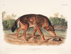 AUDUBON, JOHN JAMES. 1785-1851. Canis Lupus, Linn, Var Rufus (Red Texan Wolf) [Plate LXXXII], Ne...