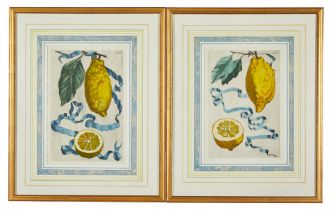 PAIR OF HAND-COLORED ENGRAVINGS OF LEMONS