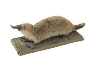 A late Victorian or Edwardian taxidermy of a duck-billed platypus