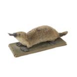 A late Victorian or Edwardian taxidermy of a duck-billed platypus