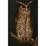 English School, 19th Century Eagle owl perching on a branch