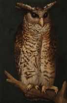 English School, 19th Century Eagle owl perching on a branch