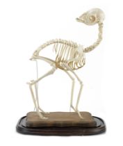 A cria or baby Lama osteological specimen probably early 20th century
