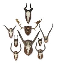 A collection of eight various early 20th century Impala and other antelope skulls trophies toge...