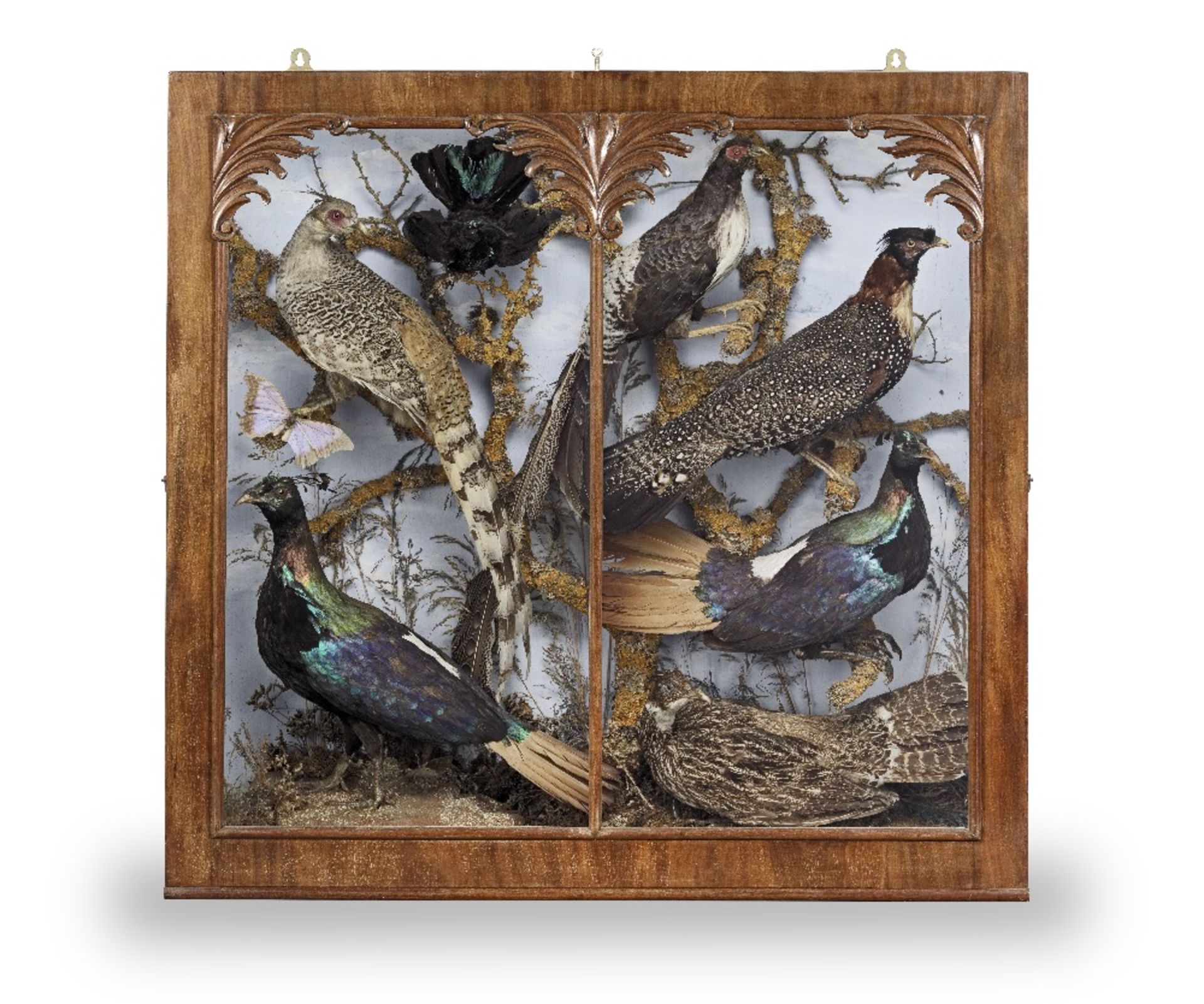 A late 19th century taxidermy display depicting a group of Asian pheasants the display probably ...
