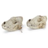 A pair of Cape hunting dog skulls probably early 20th century (2)