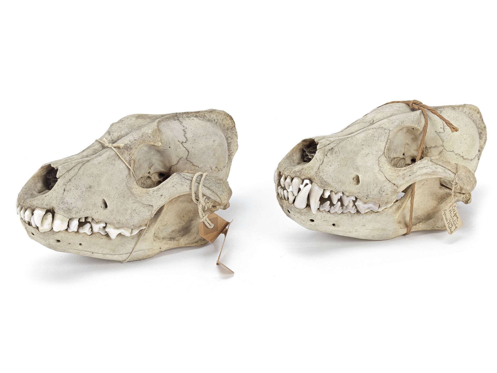 A pair of Cape hunting dog skulls probably early 20th century (2)