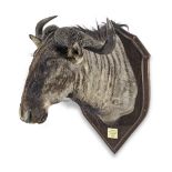 A stuffed and mounted taxidermy Wildebeest head hunting trophy