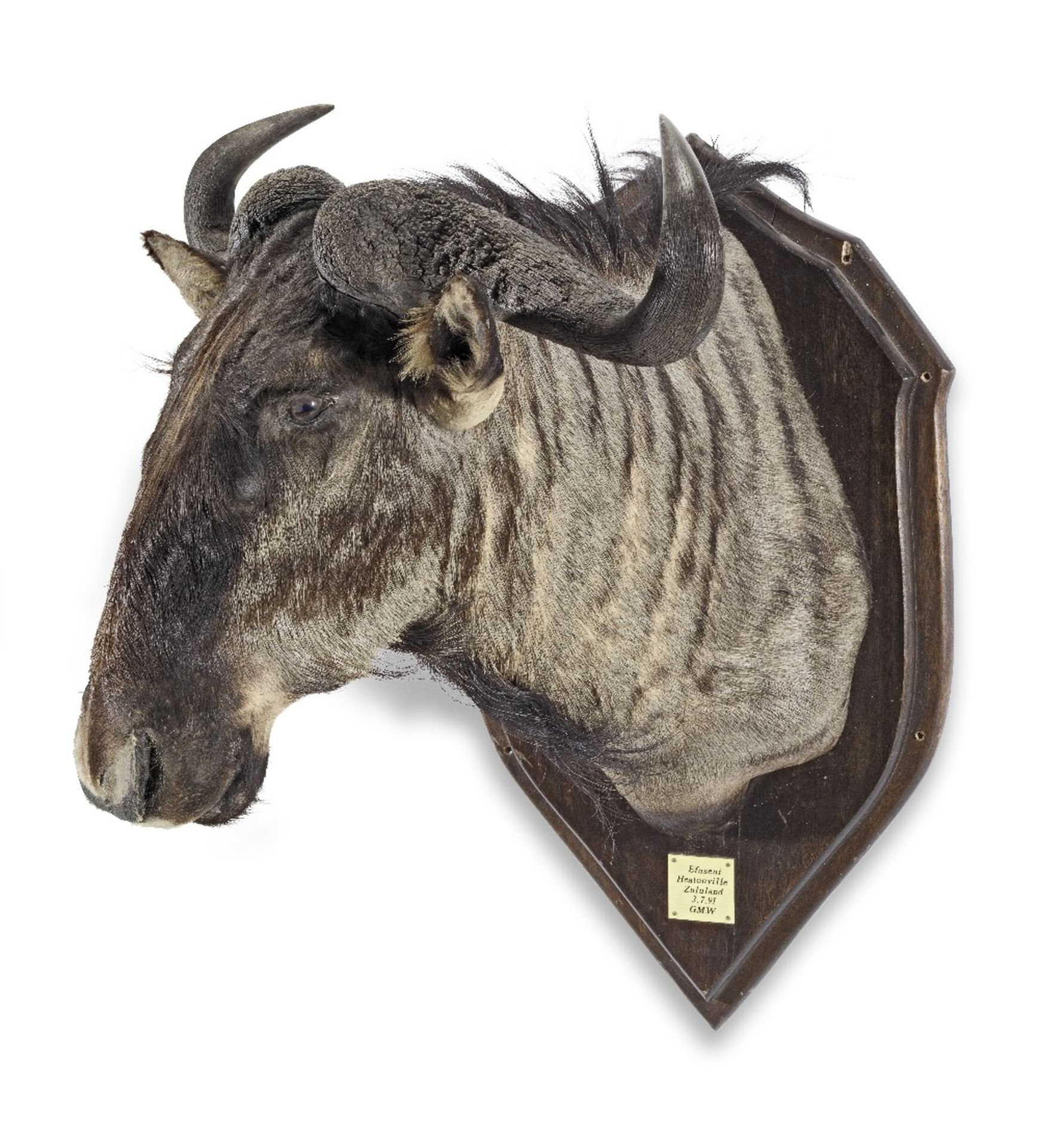 A stuffed and mounted taxidermy Wildebeest head hunting trophy