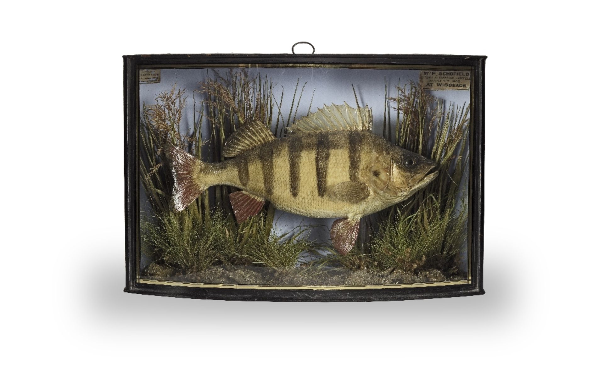 A good collection of nine early to late 20th century stuffed and mounted freshwater fish mounted...