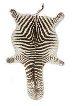 An early 20th century zebra skin rug