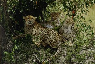 Tony Karpinski (British, born 1965) 'Cheetah mother and cubs resting', Kenya