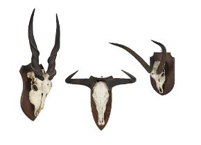 A collection of three various large early 20th century Impala and antelope skull trophies (3)