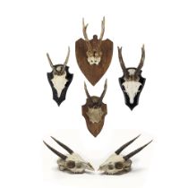 A pair of early 20th century miniature antelope skulls together with four various later deer sku...