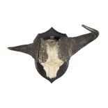 A Water buffalo skull trophy