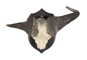 A Water buffalo skull trophy