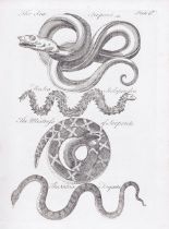 OWEN (CHARLES) An Essay Towards a Natural History of Serpents: In Two Parts, FIRST EDITION, for ...