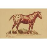Ace Powell (1912-1978) Appaloosa Horse sight 6 3/4 x 11 in., canvas 10 x 14 in. framed 16 x 19 1...
