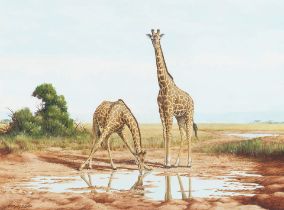 Harry E. Antis (1942-2002) Two Giraffes sight 21 1/2 x 28 1/2 in. framed 26 1/2 x 33 3/4 in.