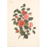 SITWELL (SACHEVERELL) AND WILFRID BLUNT Great Flower Books 1700-1900, NUMBER 287 OF 295 SIGNED B...
