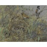 George Edward Lodge (British, 1860-1954) Reed buntings nesting