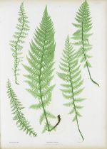 MOORE (THOMAS) The Ferns of Great Britain and Ireland... edited by John Lindley... Nature-printe...