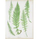MOORE (THOMAS) The Ferns of Great Britain and Ireland... edited by John Lindley... Nature-printe...
