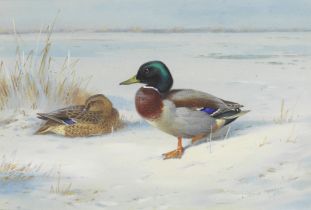 Archibald Thorburn (British, 1860-1935) Mallard