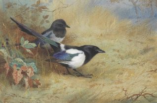 Archibald Thorburn (British, 1860-1935) Magpies