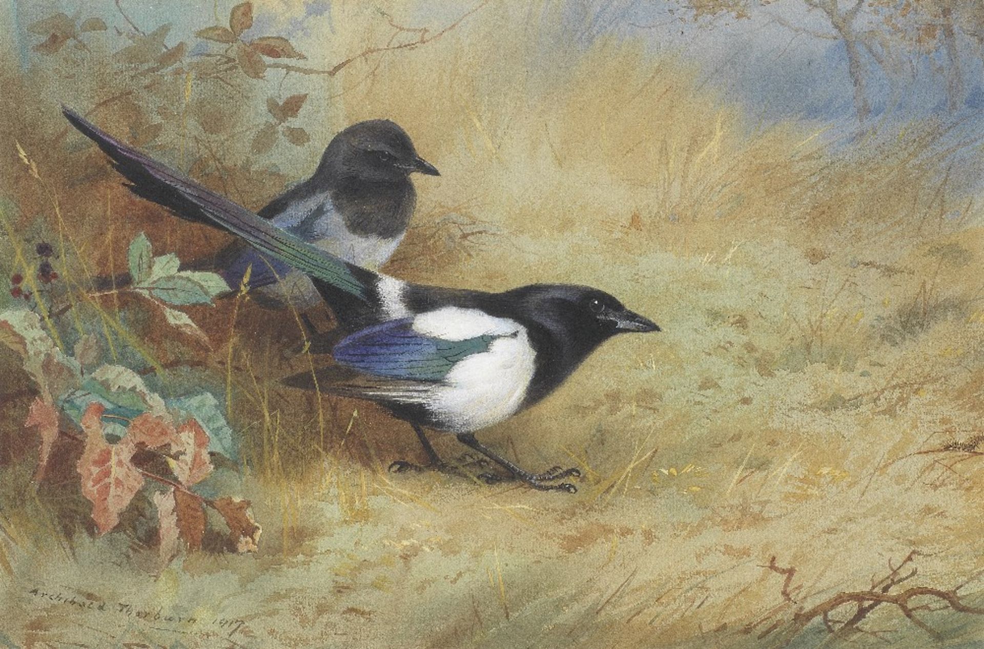 Archibald Thorburn (British, 1860-1935) Magpies