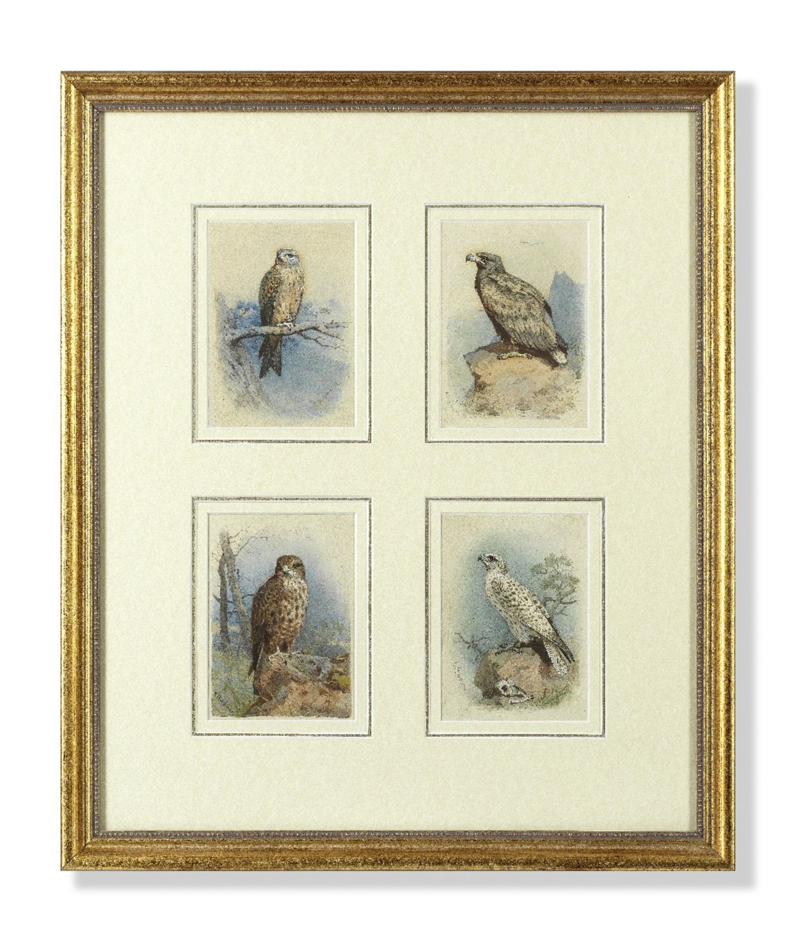Archibald Thorburn (British, 1860-1935) Kite; White-Tailed Eagle; Buzzard; Gyr Falcon each 14 x ...