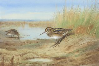 Archibald Thorburn (British, 1860-1935) Jack Snipe